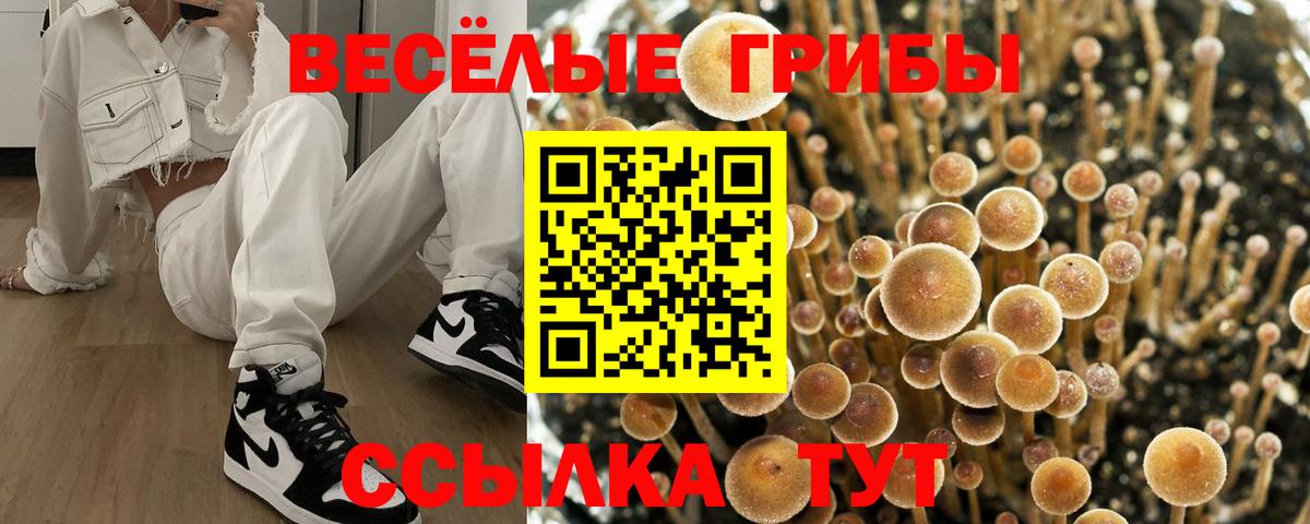 Псилоцибиновые грибы Psilocybe  Вход с VPN  Псилоцибиновые грибы Psilocybine cubensis  Железногорск 